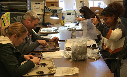 Archaeology lab - collection sorting